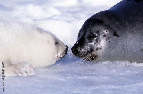 Harp seal pup and mom, ice Gulf of St. Lawrence, Quebec, Canada