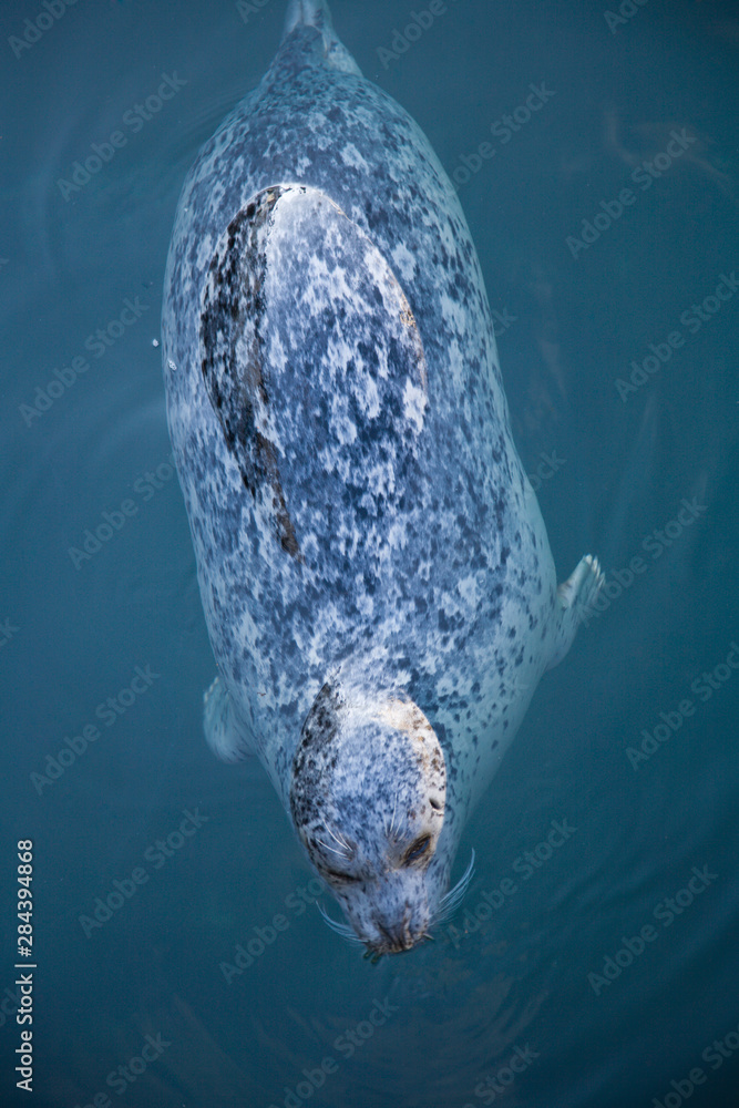 Naklejka premium Harbor Seals (Phoca vitulina) at Oak Bay Marina, Victoria, British Columbia, Canada 