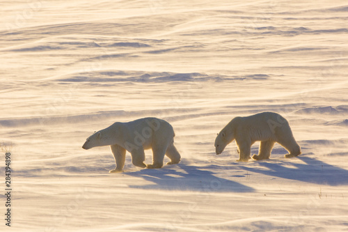 Polar Bears (Ursus maritimus) in Cape Churchill Wapusk National Park, Churchill, Manitoba, Canada photo