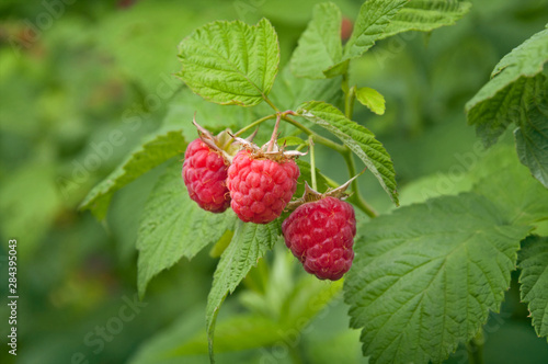 A branch of ripe fragrant raspberries in the garden against a background of green leaves. Harvest berries.