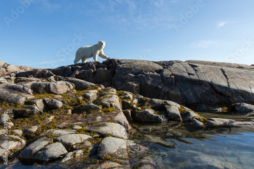 Canada, Nunavut Territory, Repulse Bay, Polar Bear (Ursus maritimus) walking along rocky shoreline on Harbour Islands near Arctic Circle along Hudson Bay