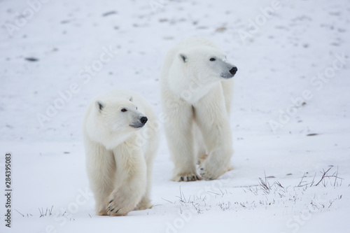 Polar Bears (Ursus maritimus) in Churchill Wildlife Management Area, Churchill, Manitoba, Canada