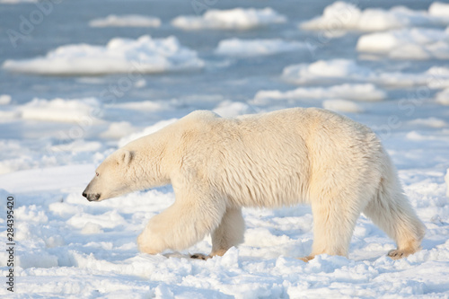 Polar Bear (Ursus maritimus) near Hudson Bay in Churchill Wildlife Management Area, Churchill, Manitoba, Canada.