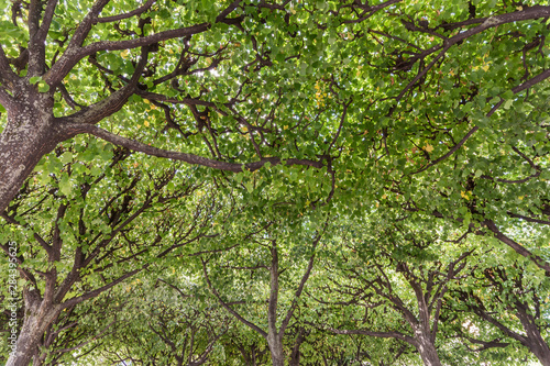 Dicht gewachsener Wald mit grünen Baumkronen im Sommer