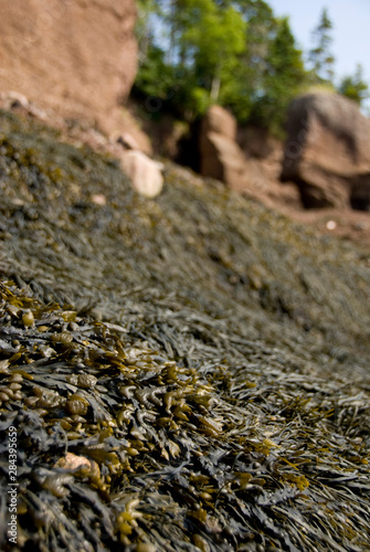 Canada, New Brunswick, Hopewell Cape, Bay of Fundy. Hopewell Rocks at low tide (aka Flowerpot Rocks), seaweed.