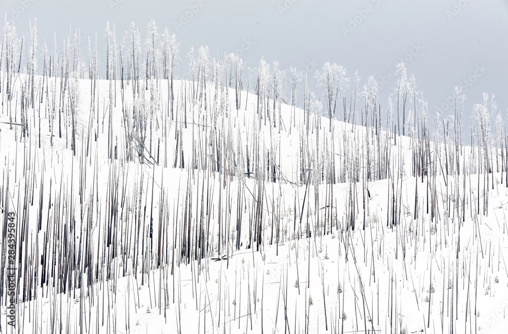 Yellowstone Winter Abstract Yellowstone Winter Abstract