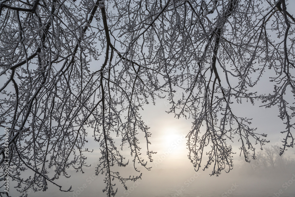Canada, Ottawa, Ottawa River. Frosty branches and fog-shrouded sun. Canada, Ottawa, Ottawa River. Frosty branches and fog-shrouded sun.