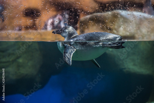 pinguino nadando en el acuario entre gotas de agua