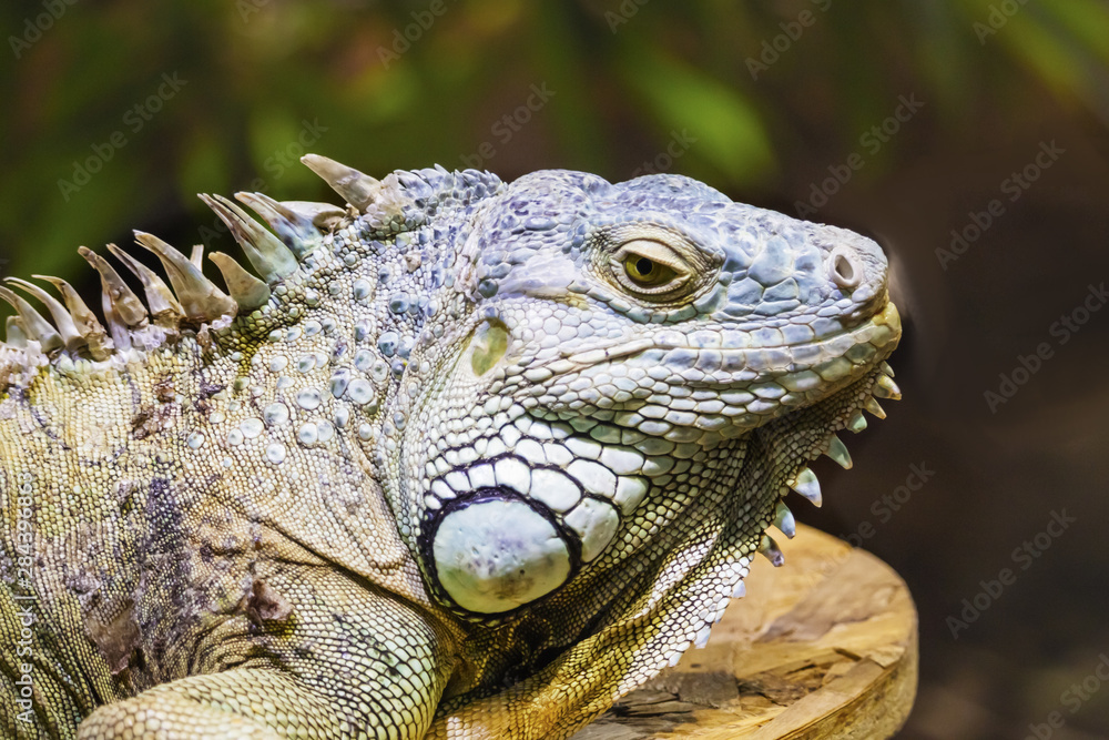 Green iguana also known as the American iguana is a lizard reptile in the genus Iguana in the iguana family. And in the subfamily Iguanidae. Soft focus. Green iguana also known as the American iguana is a lizard reptile in the genus Iguana in the iguana family. And in the subfamily Iguanidae. Soft focus.