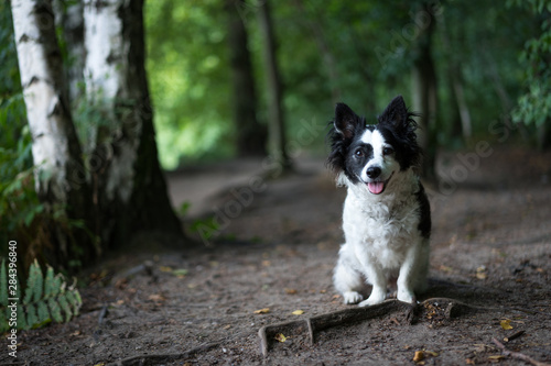 Kleiner schwarz-weißer Mischlingshund sitzt im Wald auf einem Weg