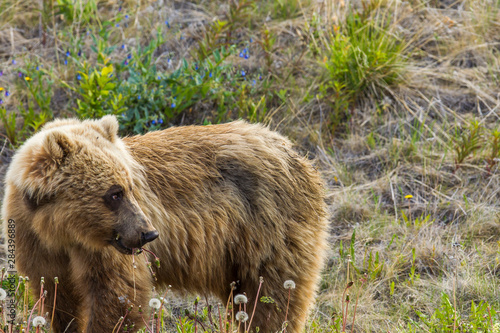 Canada, Yukon Territory, Destruction Bay. Grizzly bear (Arctos Horribilis) grazing on plants alongside the Alaska Highway