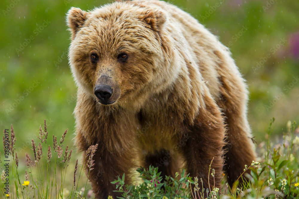 Canada, Yukon Territory, Destruction Bay. Grizzly bear (Arctos Horribilis) grazing on plants alongside the Alaska Highway Canada, Yukon Territory, Destruction Bay. Grizzly bear (Arctos Horribilis) grazing on plants alongside the Alaska Highway