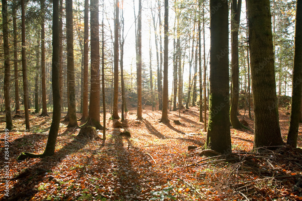 Fototapeta premium Upper Austria, Austria - View of a forest with sunlight shining through the trees.