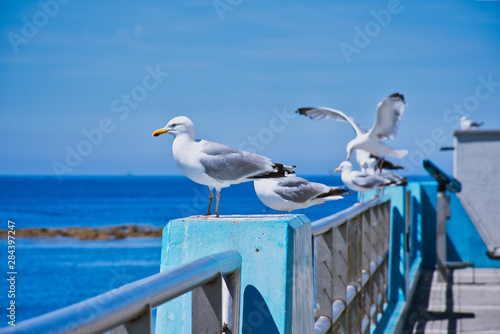 five seagulls sitting on a fence at the harbor of Guilvinec, France with the Atlantic in the background