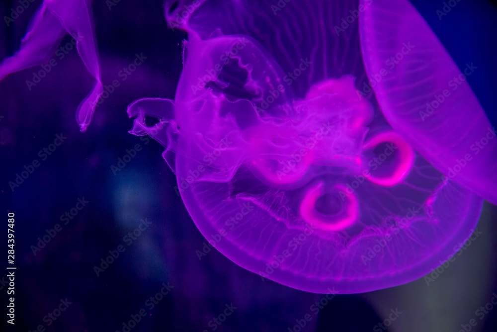 Obraz premium medusas de colores en agua obscura de acuario, brillantes y flourecentes