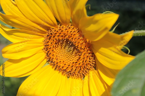 Yellow sunflower grows in summer beds.