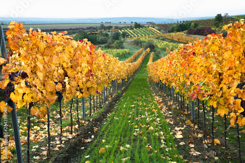 Gsing am Wagram, Lower Austria, Austria - Vineyard with trees and grapes. photo