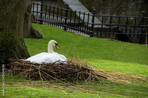 Belgium, Brugge (aka Brug or Bruge). UNESCO World Heritige Site. Nesting swans around the canals of Brugge. photo