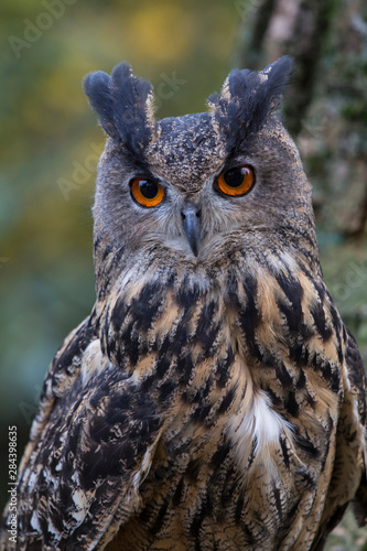 Czech Republic, Liberec, Sychrov. Captive Eagle owl (Bubo bubo). Castle of Sychrov, Czech Republic, Castle Park. © Emily Wilson/Danita Delimont