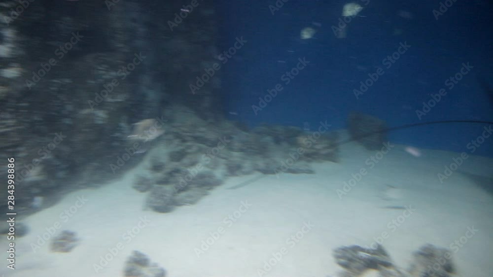 Stingray, fish in an aquarium, marine life, blue water Stingray, fish in an aquarium, marine life, blue water