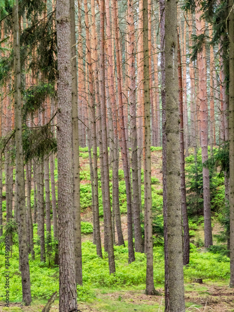 Czech Republic. Forest area in the Czech Paradise (Cesky Raj) region of Bohemia.