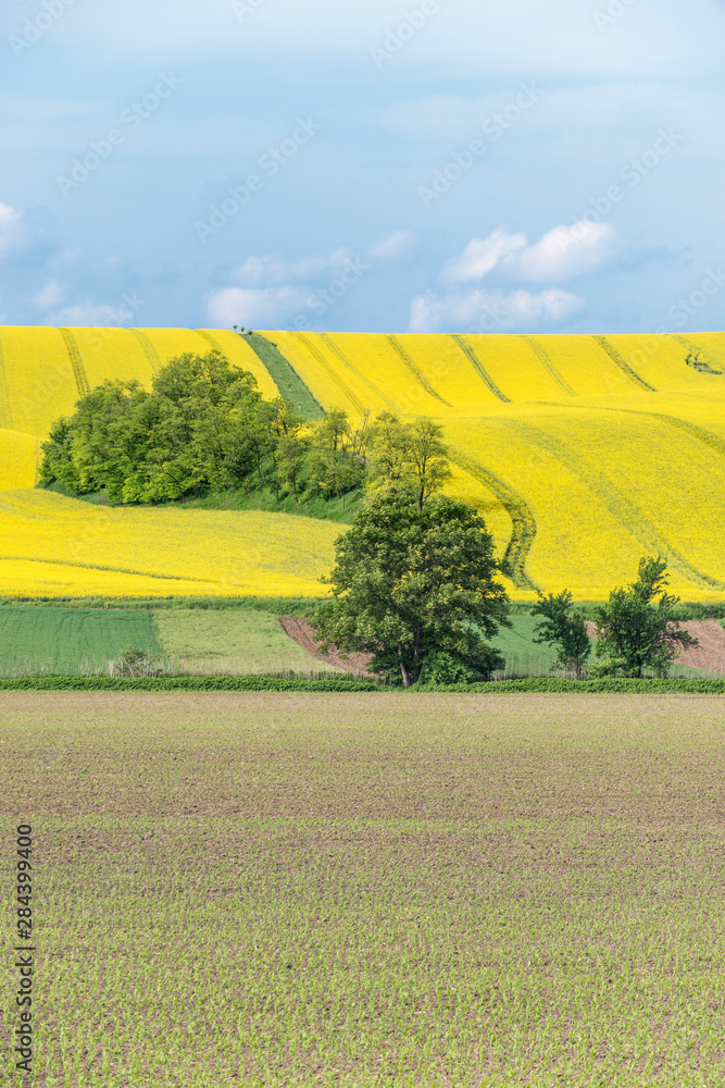 Fototapeta premium Czech Republic, Moravia, Spring Farm Fields.