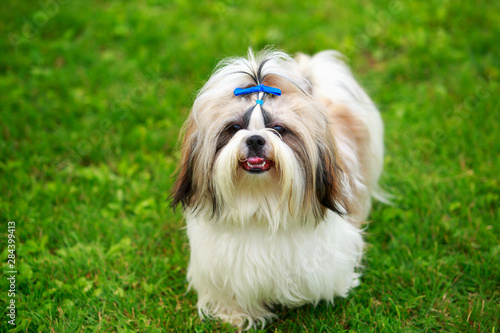 Vászonkép Dog breed Shih Tzu