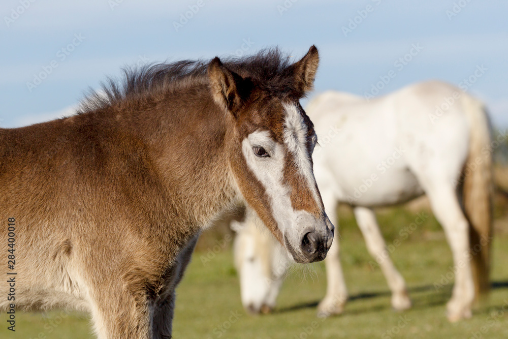 France, The Camargue, Saintes-Maries-de-la-Mer, Camargue horse colt, Equus ferus caballus camarguensis. Portrait of young Camargue horse that is born dark but will turn white with age. France, The Camargue, Saintes-Maries-de-la-Mer, Camargue horse colt, Equus ferus caballus camarguensis. Portrait of young Camargue horse that is born dark but will turn white with age.