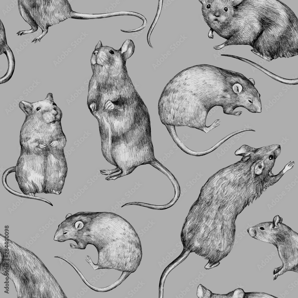 Black And White Rat Drawing Images | Free Photos, PNG Stickers, Wallpapers  & Backgrounds - rawpixel
