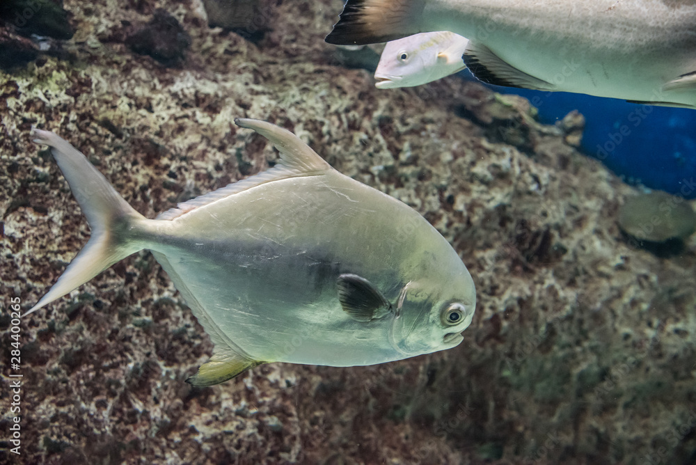 Φωτογραφία acuario colorido con peces de colores y luces luminosas, aletas y ojos saltones