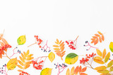 Flat lay border with colorful autumn leaves and berries on a white background