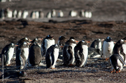 Falkland Islands, West Falkland, Saunders Island. Gentoo penguins (wild: Pygoscelis papua) photo