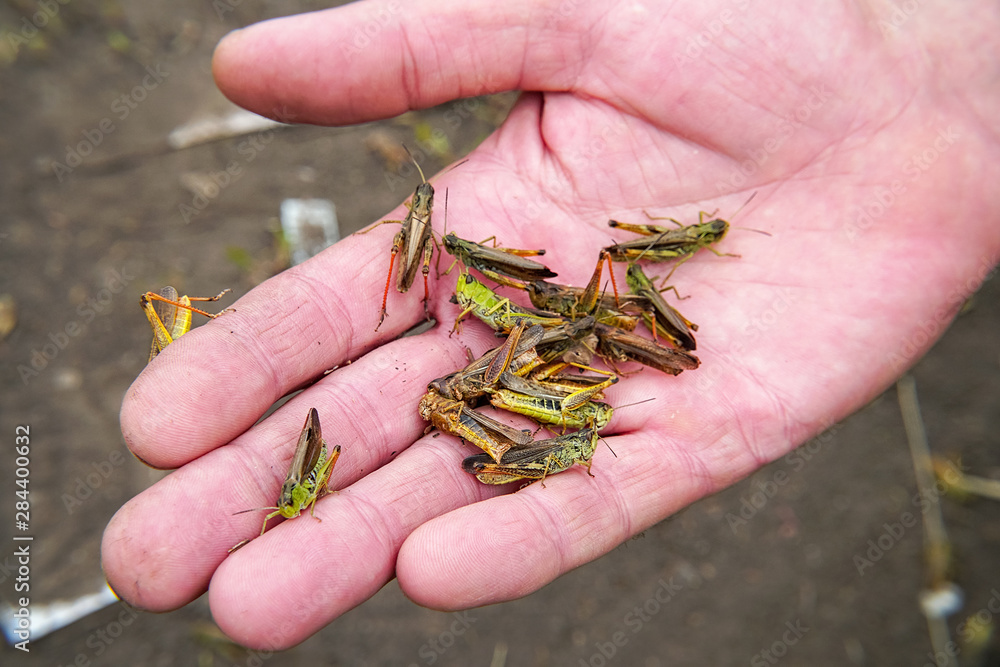 Fototapeta premium A lot of locusts on a man's palm. Locust invasion