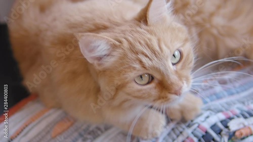 Cute ginger cat dozing on colorful rug. Close up slow motion footage of fluffy pet.