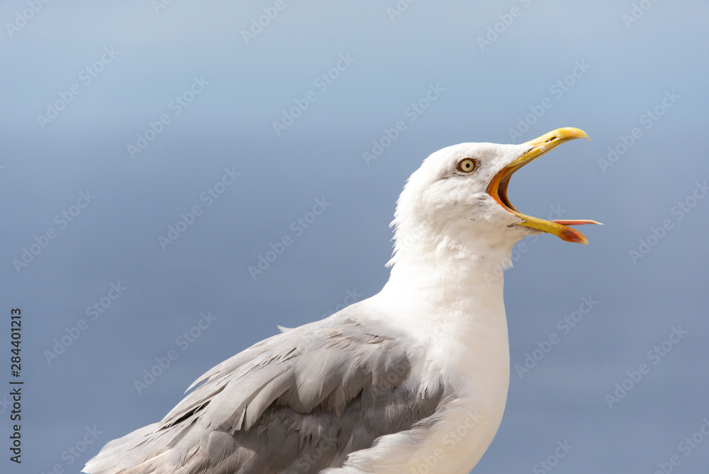 France, Corsica, Bonifacio. Seagull vocalizes France, Corsica, Bonifacio. Seagull vocalizes