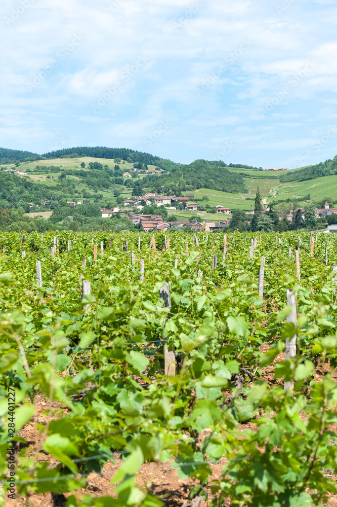 Vineyard, Pierreclos, Maconnaise, Burgundy, France, Europe