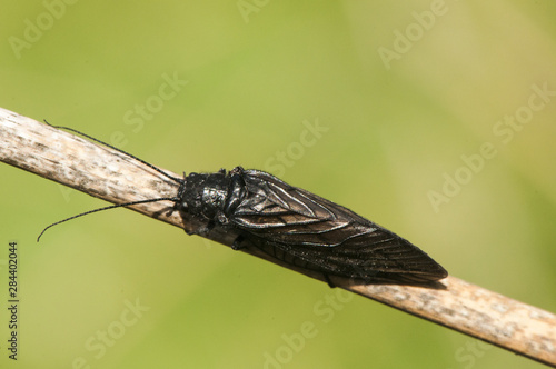 Sialis cf lutaria alderfly insect of the almost black brown Megaloptera group perched in a reed by a stream photo