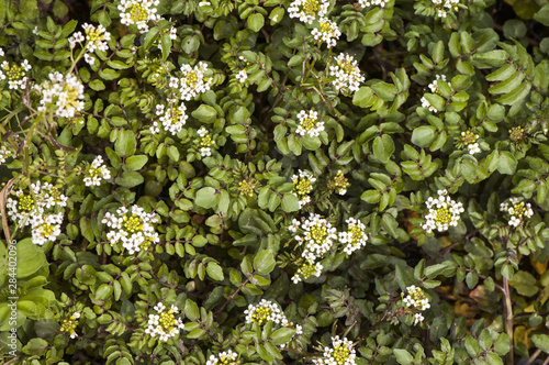 Rorippa nasturtium aquaticum great watercress green watercress known as watercress is an edible plant with beautiful clustered white flowers