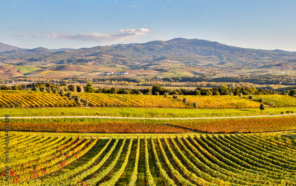 Italy, Montalcino, Rows of Vines, Castello Banfi