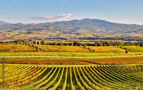 Italy, Montalcino, Rows of Vines, Castello Banfi photo