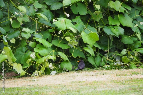 ave negra cobijadose debajo de una viña, mellid, galicia photo