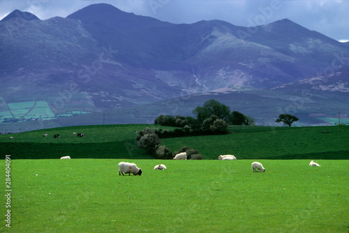 Ireland, Macgillacuddy's Reeks. Sheep graze in an emerald green field, at Macgillacuddy's Reeks, in Ring of Kerry, Ireland.