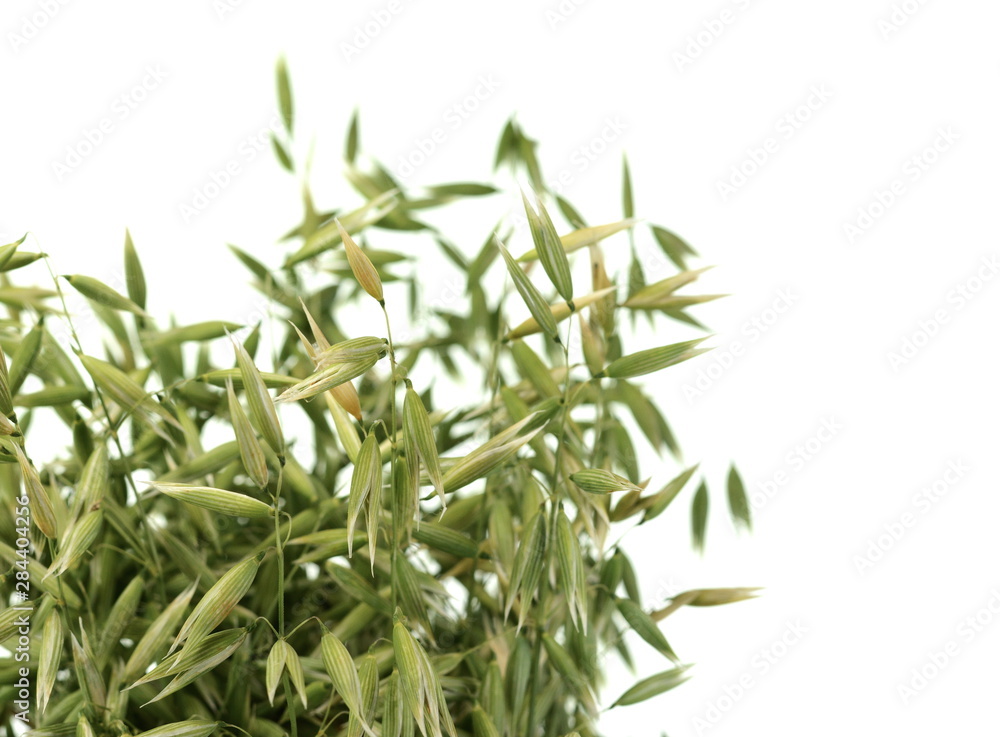 Fototapeta premium Bunch of green oats isolated on a white background. Oat ears. bouquet of fresh green oat seeds close up isolated.