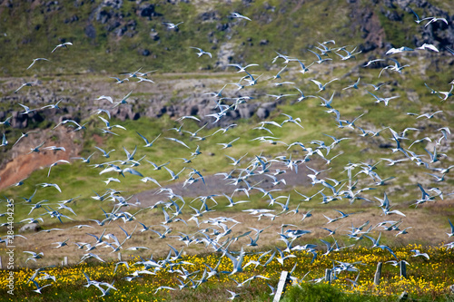 Iceland, Budir, Arctic Terns Taking Off