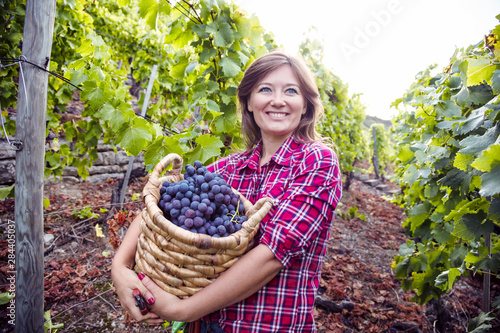 Women in vineyards harvesting grapes