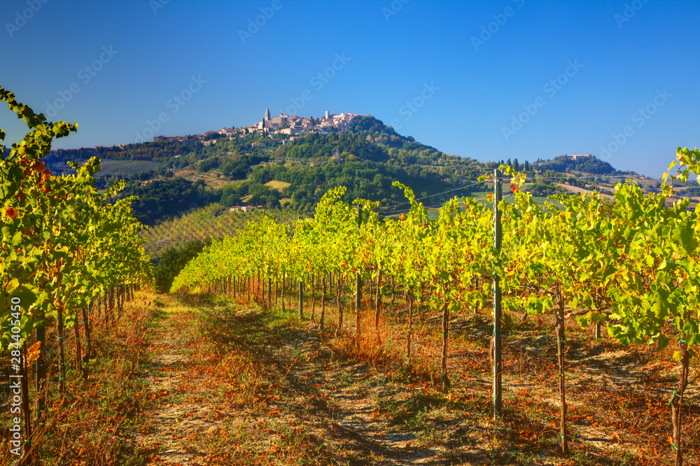 Italy Umbria, Todi, Vineyards looking at the hillside town of Todi