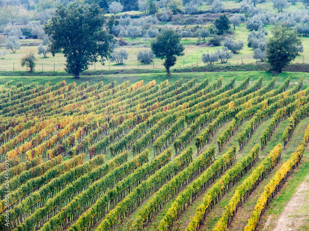 Italy, Tuscany. Vineyard in the Chianti region of Tuscany.