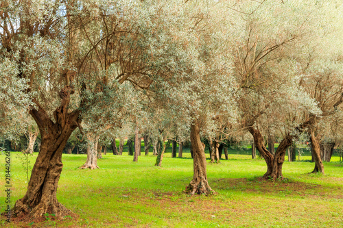 Fotografie Italy, old Mediterranean olive trees