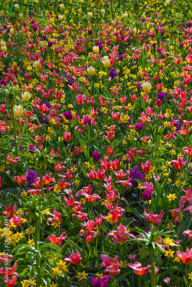 Spring flowerbed with Tulips, daffodils and hyacinth