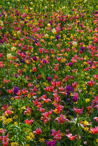 Valokuva Spring flowerbed with Tulips, daffodils and hyacinth